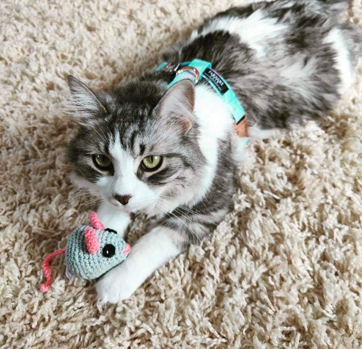 Set Arnés y Correa Sky Blue Perros y Gatos (2 PIECES)